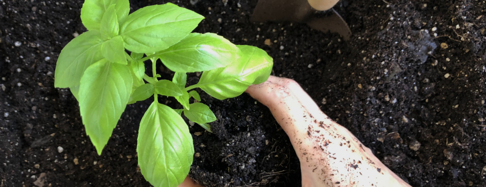 植木土の販売